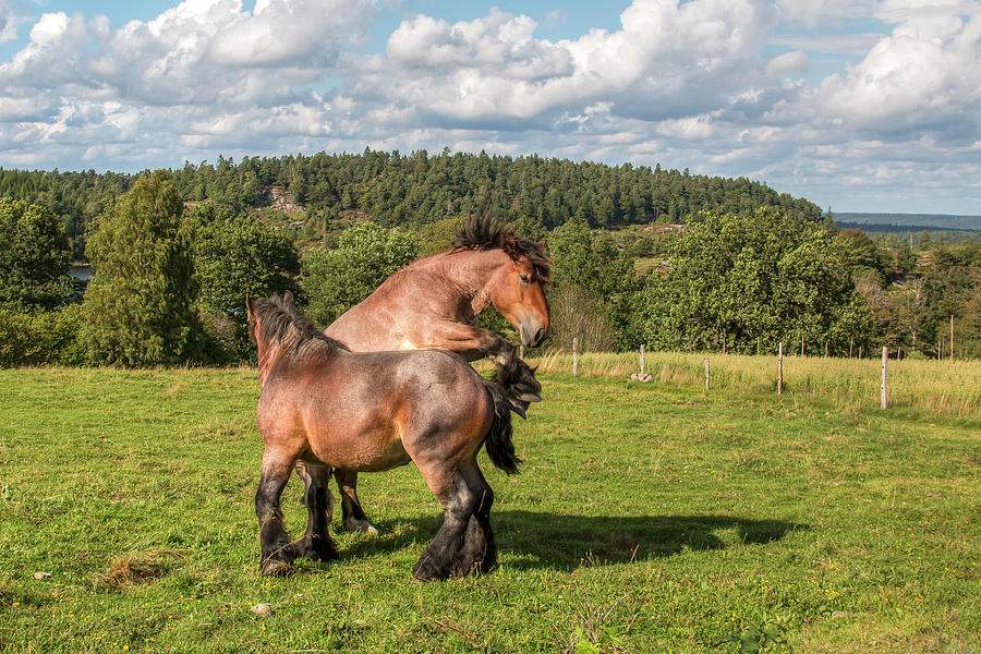 Horse Play II Photograph by Kristina Rinell