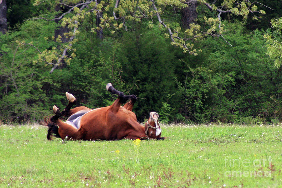 Horse Play Photograph by Joy Tudor