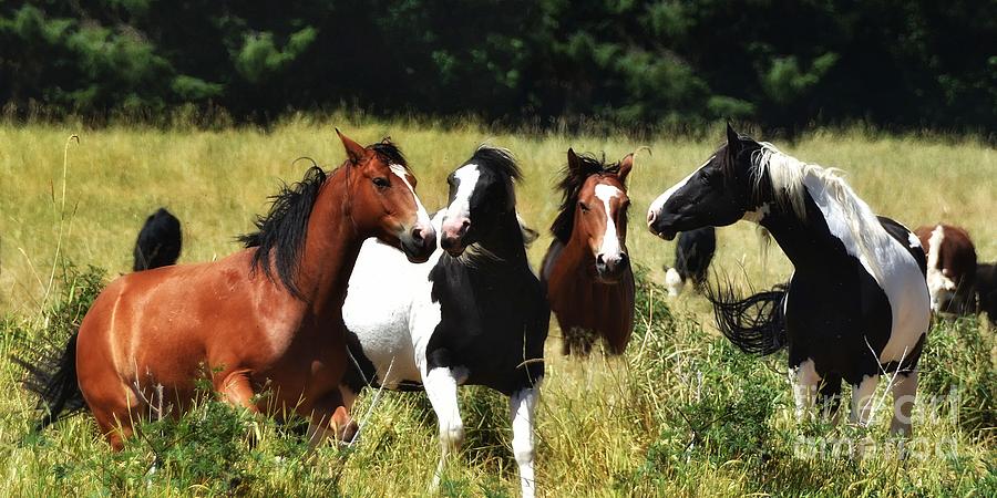 Horse Play Photograph by Scott Cameron