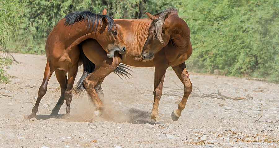Horse Play Photograph by Tam Ryan