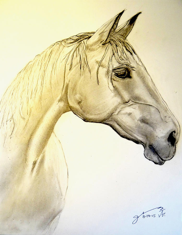 My Friend The Horse Drawing by Jose A Gonzalez Jr