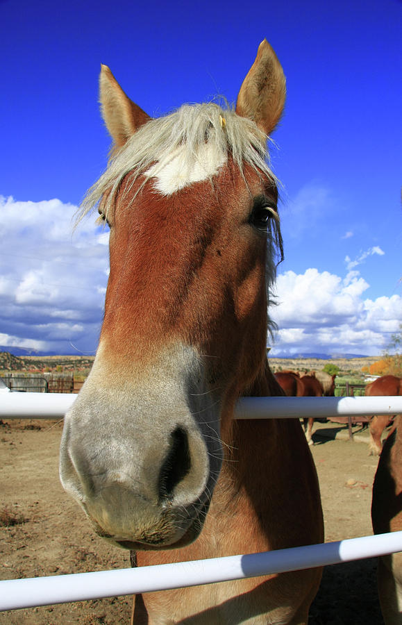 Horse Portrait Photograph by Aidan Moran
