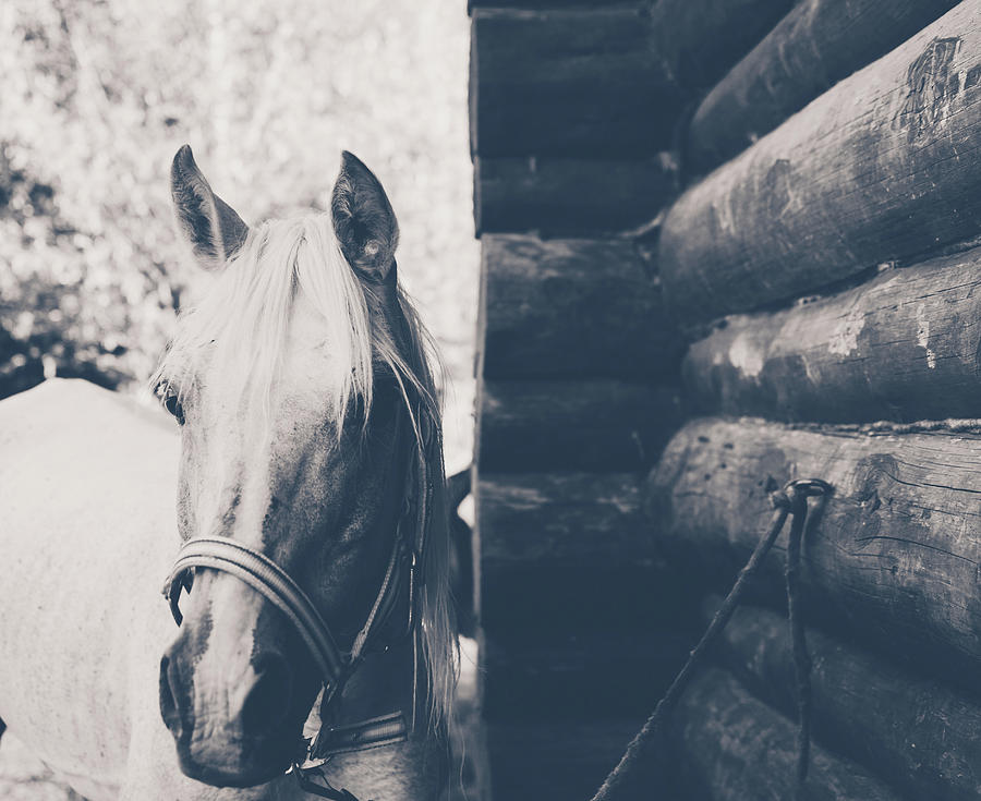 Horse Portrait Photograph