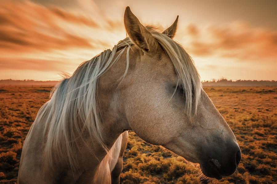 Nature Photograph - Horse Portrait at Sunset by Jeffrey Schwartz