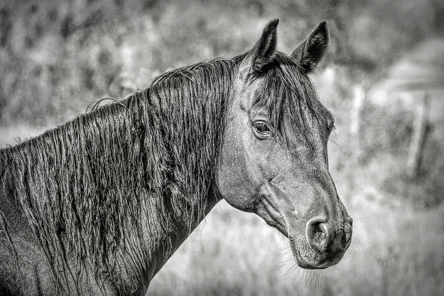 Horse Portrait Black and White Photograph by Jennie Marie Schell