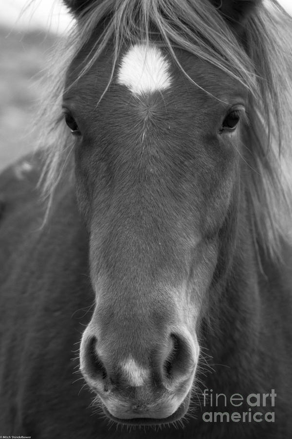 Wildlife Photograph - Horse Portrait Black And White by Mitch Shindelbower