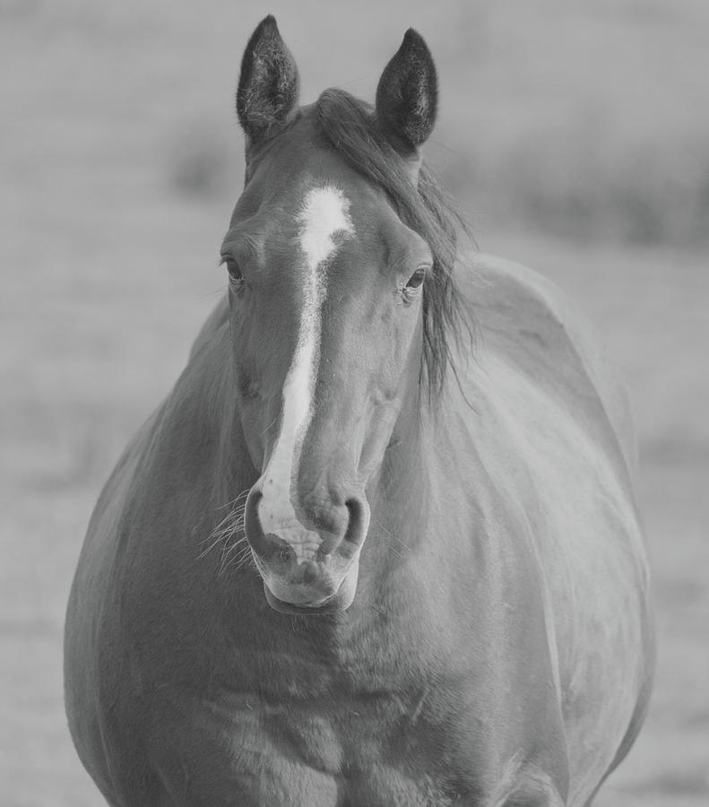 Nature Photograph - Horse Portrait BW by Martin Newman