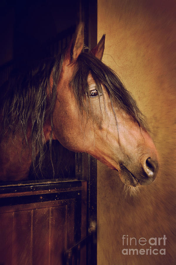Horse Portrait Photograph by Carlos Caetano