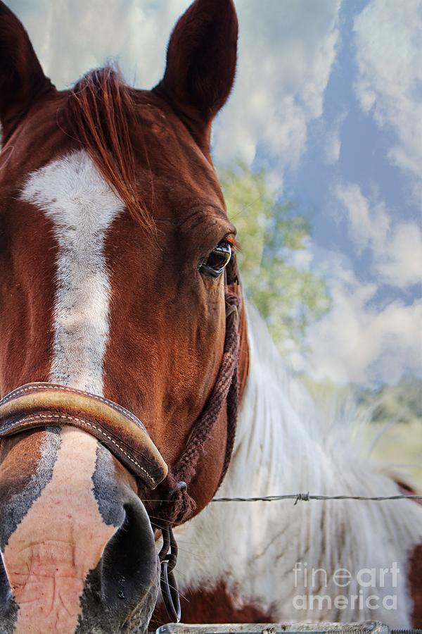 Horse Portrait Closeup Photograph by Ella Kaye Dickey