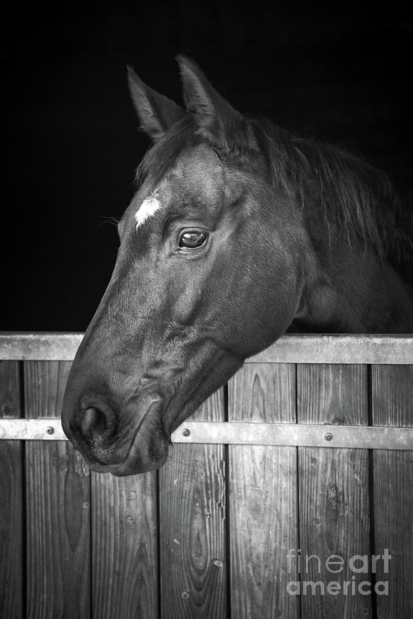 Nature Photograph - Horse portrait, Black and white by Delphimages Photo Creations
