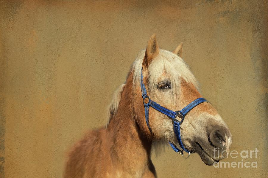 Horse Photograph - Horse Portrait by Eva Lechner