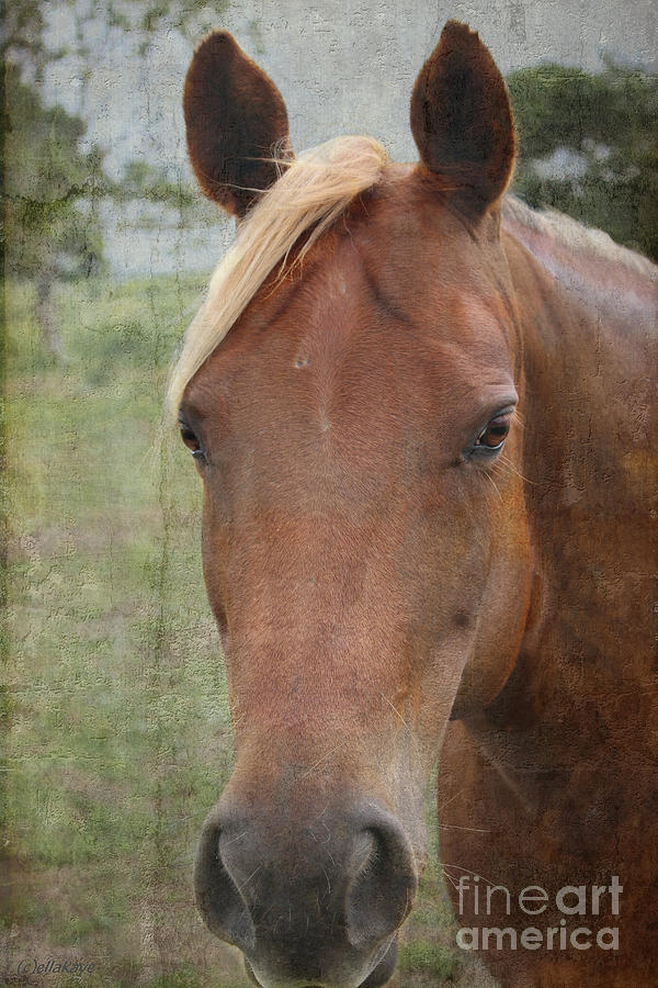 Horse Portrait - Flaxen Mane and Tail Photograph by Ella Kaye Dickey