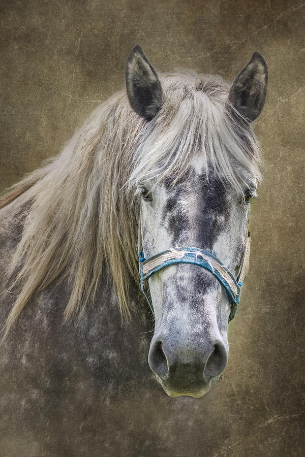 Horse Photograph - Horse Portrait I by Tom Mc Nemar