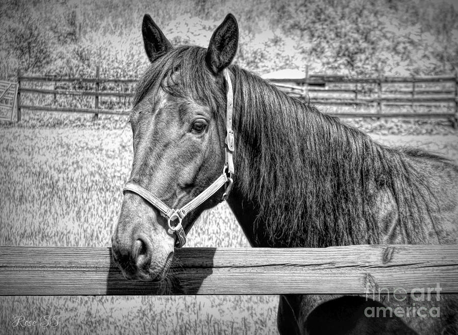 Black And White Photograph - Horse Portrait in Black and White by Rose Santuci-Sofranko