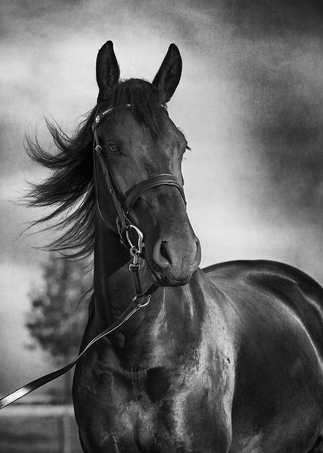  Horse Portrait In Black And White Photograph by Wolf 