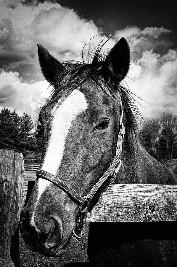 Horse Portrait Photograph by James DeFazio