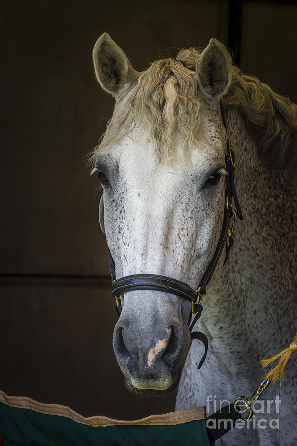Horse Portrait Photograph by Joann Long
