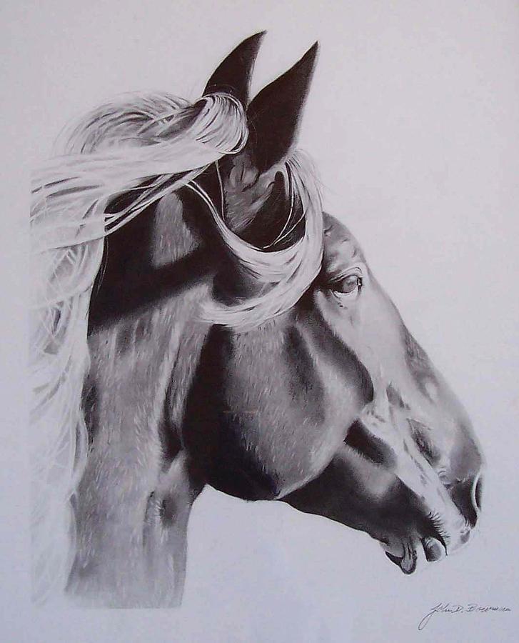 Horse Drawing - Horse Portrait by John Bowman