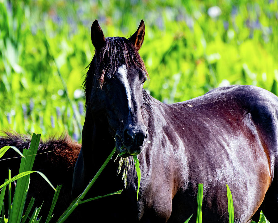 Horse Portrait  Photograph by Joseph Caban