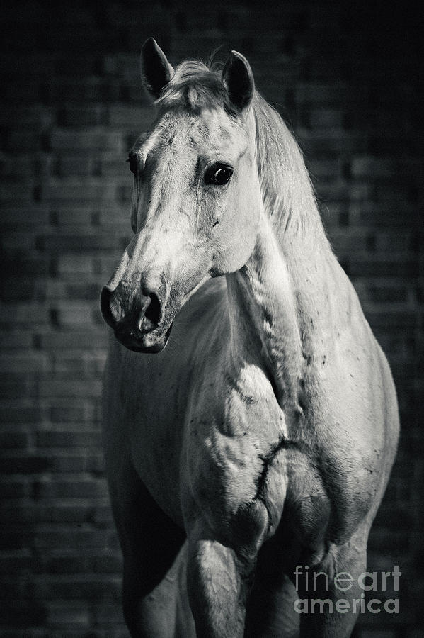 Horse portrait on the brick background II Photograph by Dimitar Hristov
