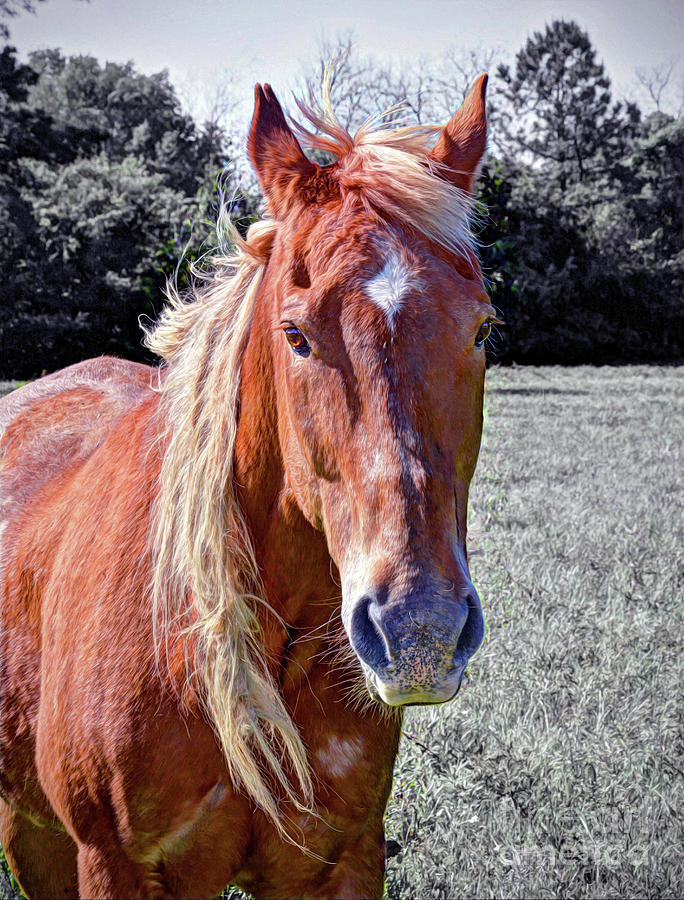 Horse Portrait Photograph by Savannah Gibbs