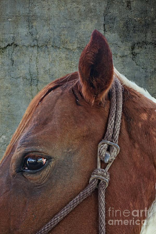 Horse Portrait Studio Background Photograph by Ella Kaye Dickey