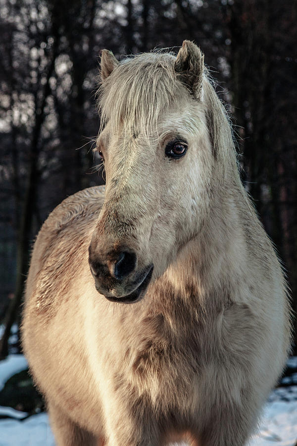 Horse portrait Photograph by Tim Abeln