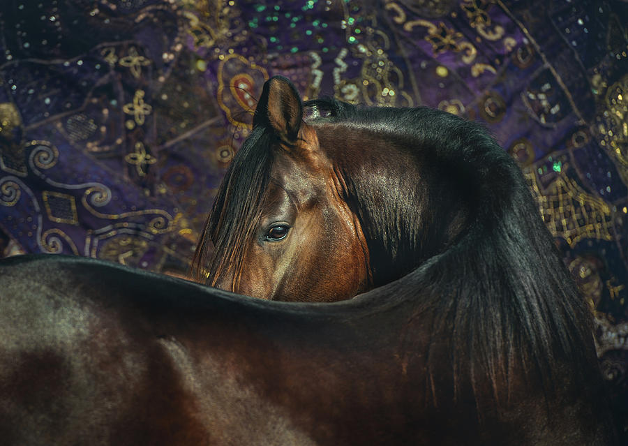 Horse Portrait with Carpet Photograph by Ekaterina Druz