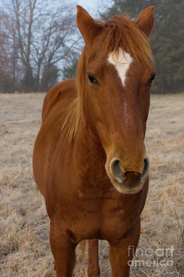 Horse Pose Photograph by Jennifer White