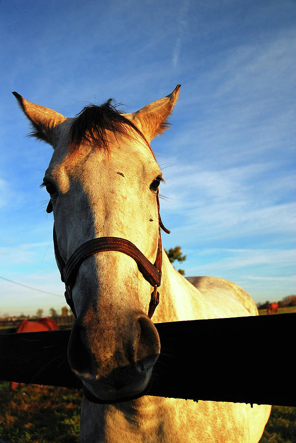 Horse Posing Photograph