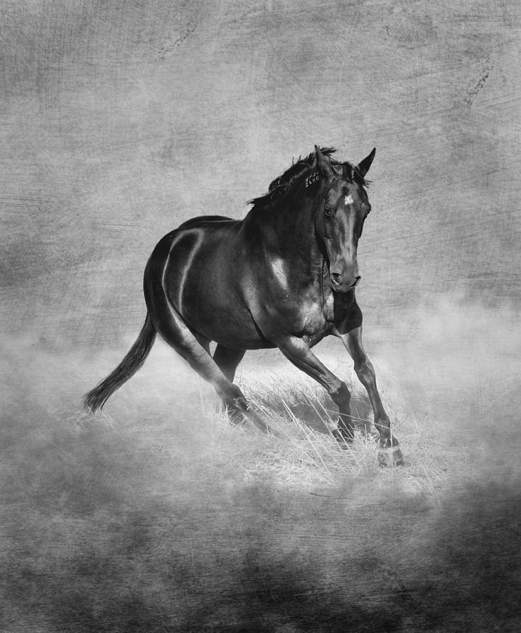 Horse Power Black and White Photograph by Michelle Wrighton
