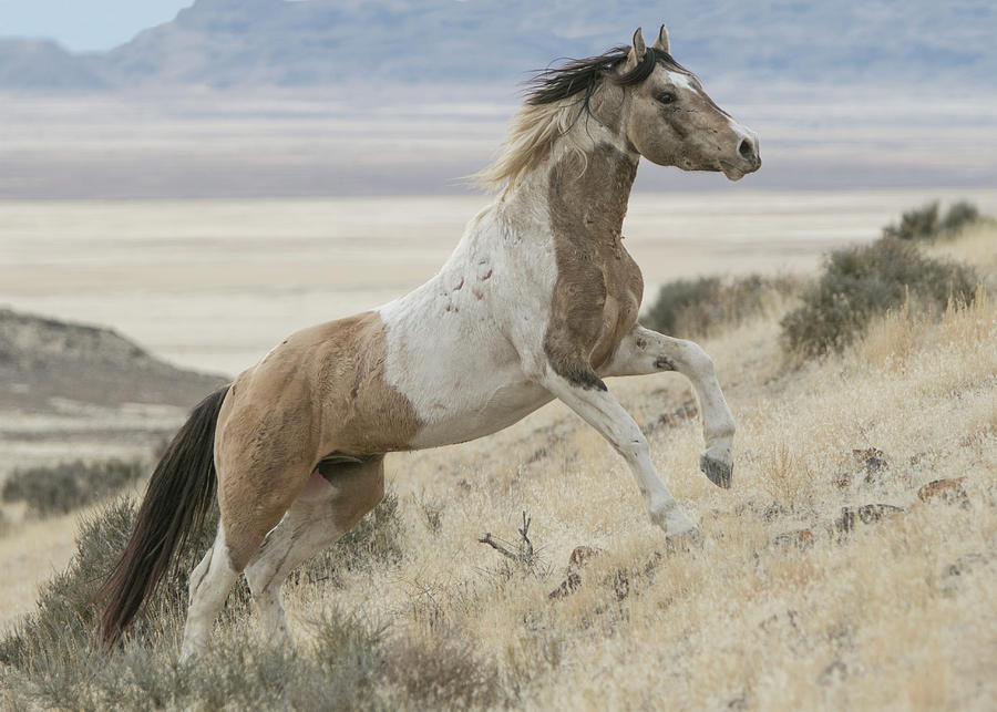 Horse Power Photograph by Kent Keller