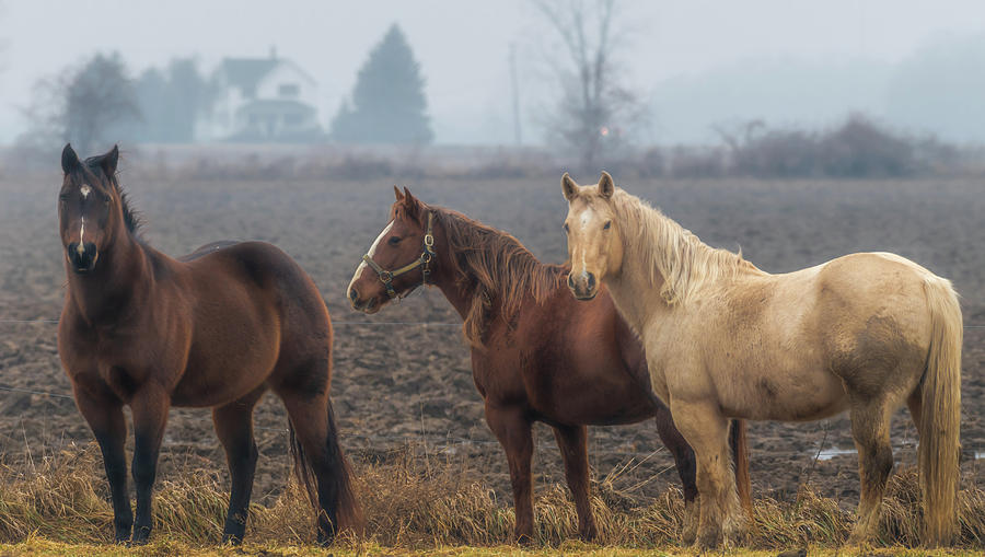 Horse Photograph - Horse Power  by Victor Hiltz