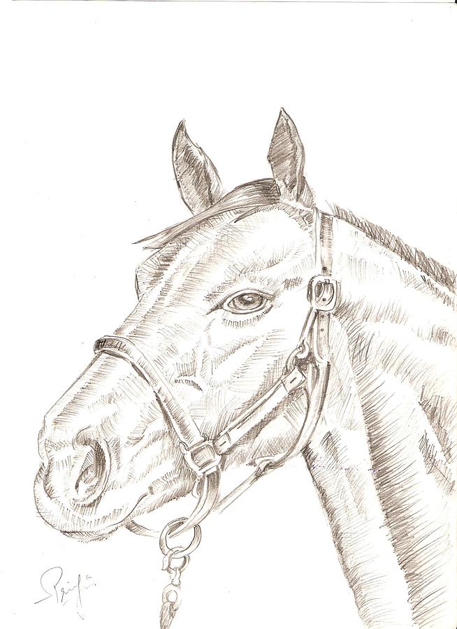 Horse Drawing by Priya Paul