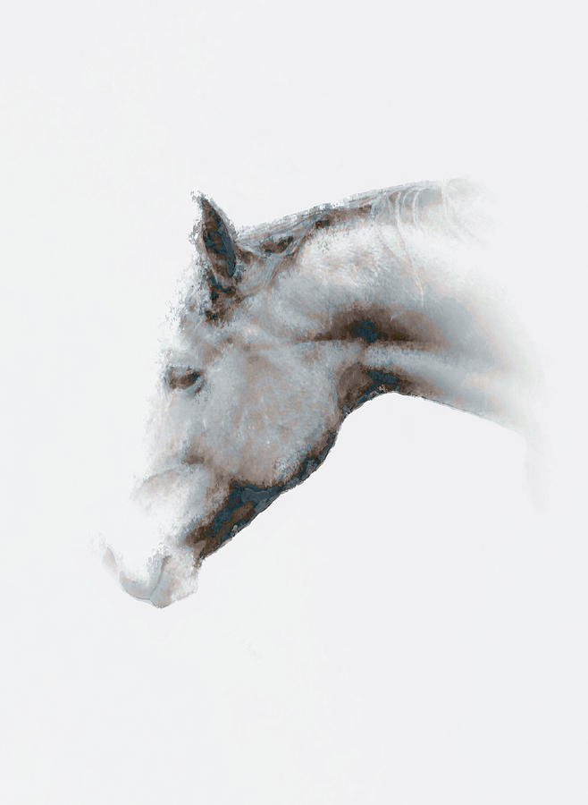 Horse Photograph - Horse profile in Black and White by John Stuart Webbstock