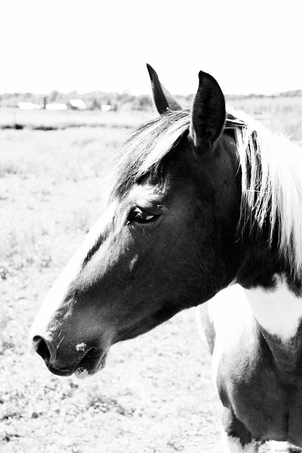 Horse Profile Photograph by Julius Reque