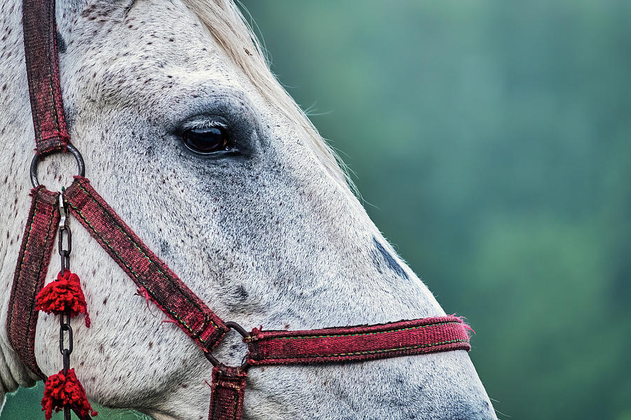 Horse Profile - Romania Photograph by Stuart Litoff