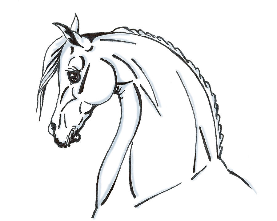 Horse Profile Sketch Drawing by Christopher McKenzie