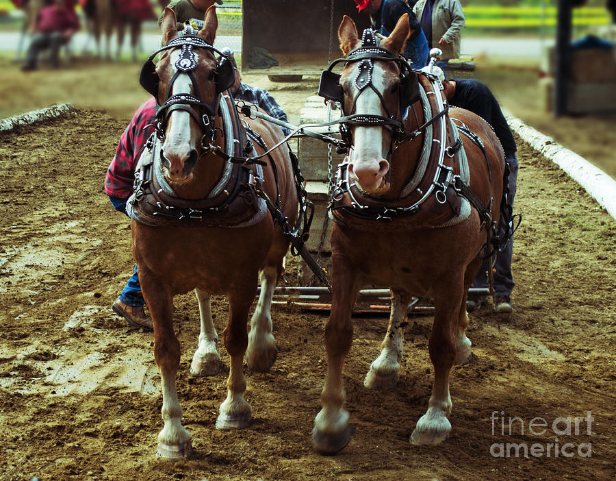 Horse Pull Photograph by Kevin Fortier