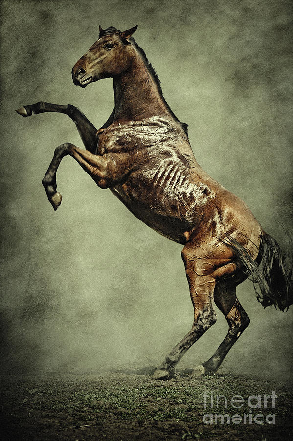 Horse rearing up on dust background Digital Art by Dimitar Hristov
