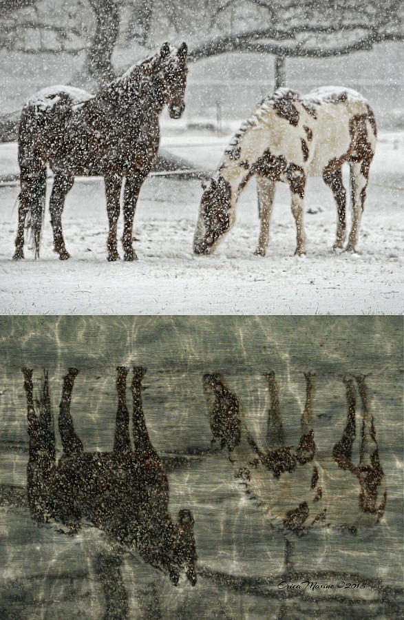 Winter Photograph - Horse Reflections by Ericamaxine Price