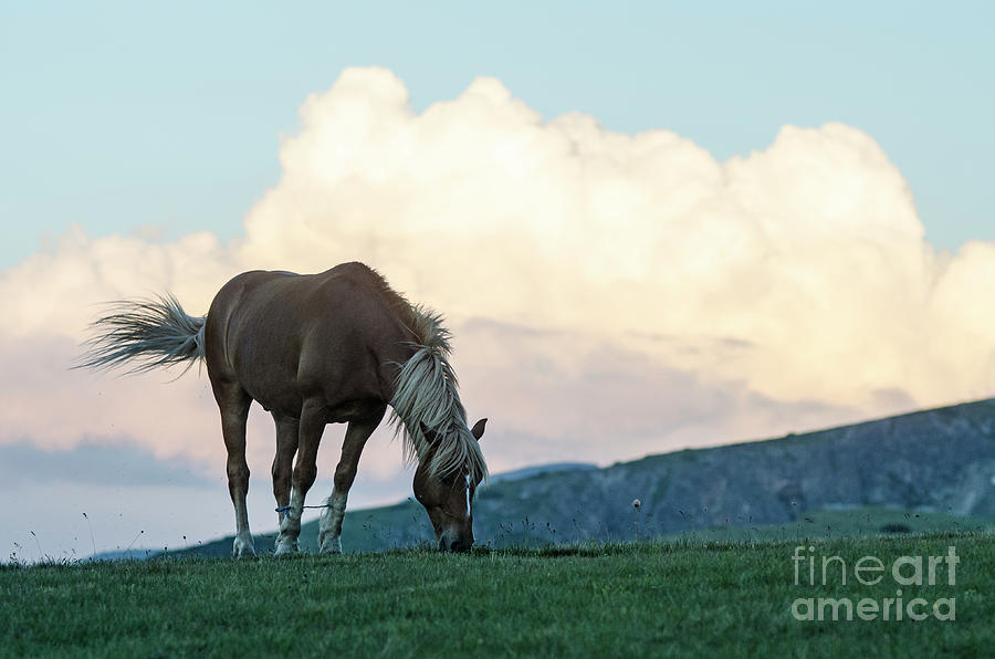 Horse - Rila Big Sky Photograph by Steve Somerville