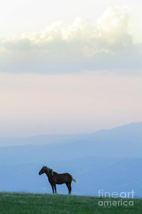 Horse - Rila Mountains Photograph by Steve Somerville