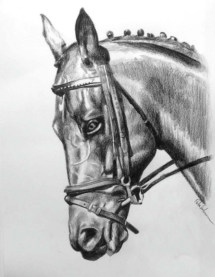 Horse Drawing by Robert Korhonen - Fine Art America