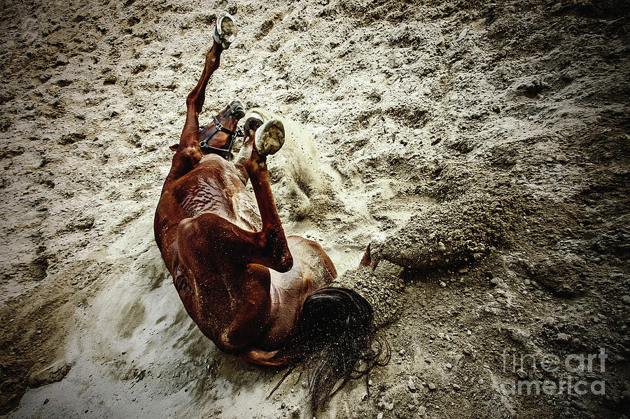 Horse rolling in the cloud of dust Photograph by Dimitar Hristov