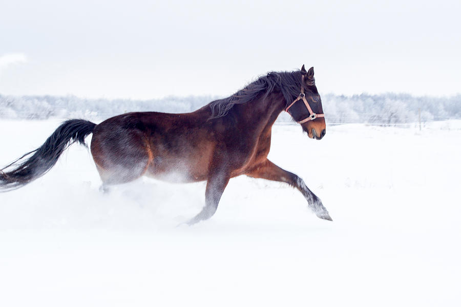 Horse Running In The Snow Photograph by Nick Mares