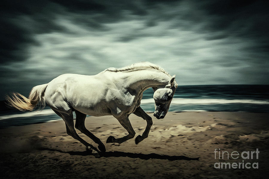 Horse Running On Beach Photograph by Dimitar Hristov