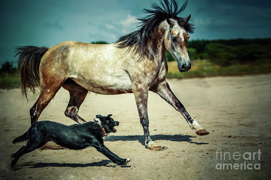 Horse Running With Dog Photograph by Dimitar Hristov
