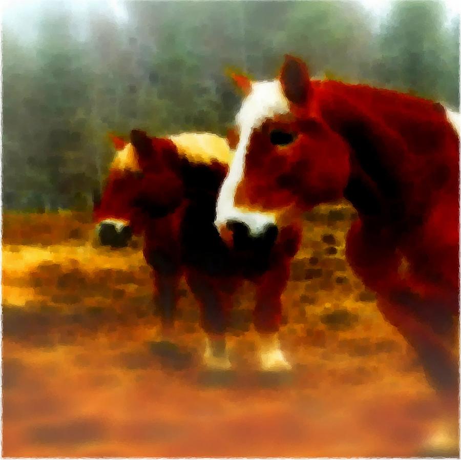 Horse Scents-maine Photograph