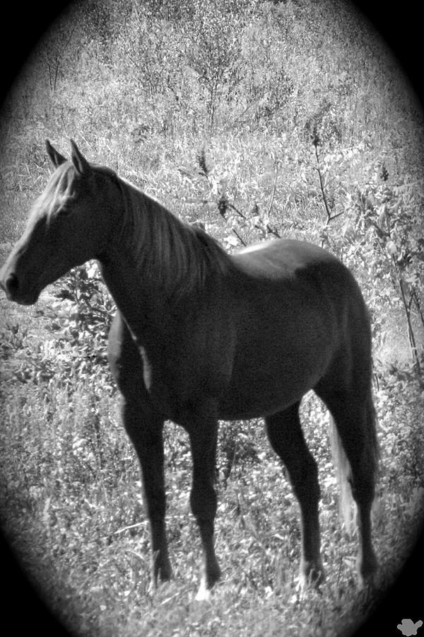 Horse Scope Photograph by Debra     Vatalaro